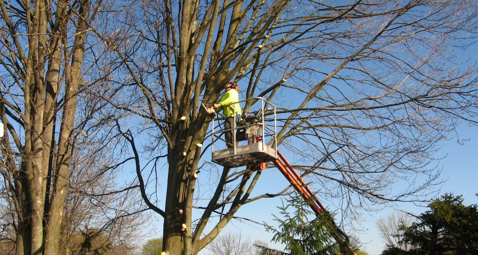CK Tree Care: Trim, maintain, grow