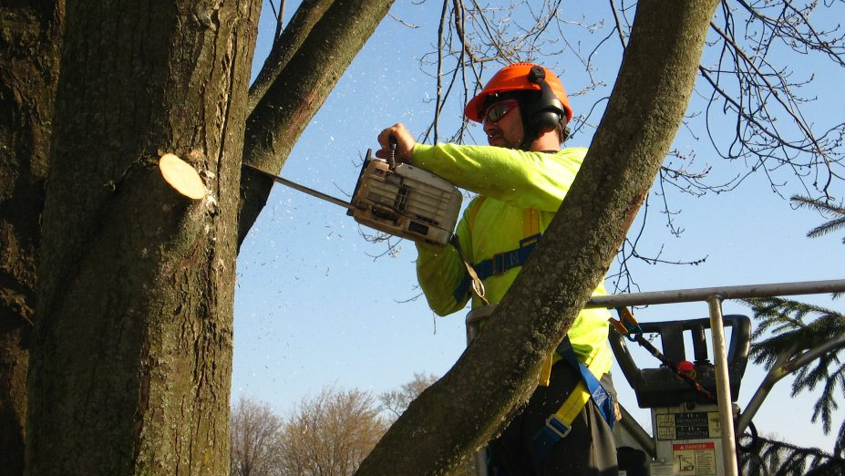 CK Tree Care: Industry leader in Wallaceburg, Dresden and area