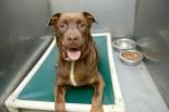Adopt a pet at the O.S.P.C.A Kent Branch!