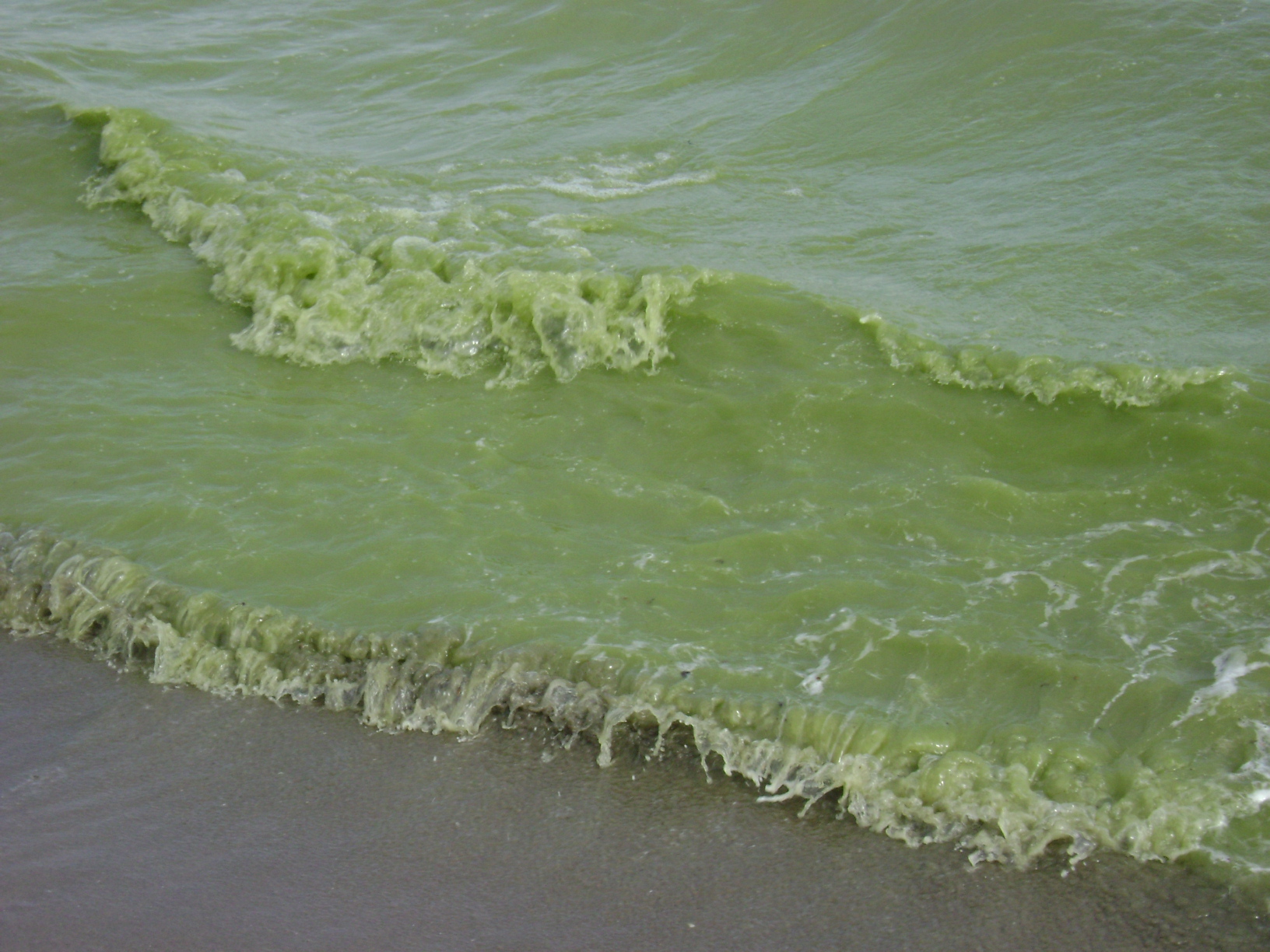 Province offers blue-green algae tips