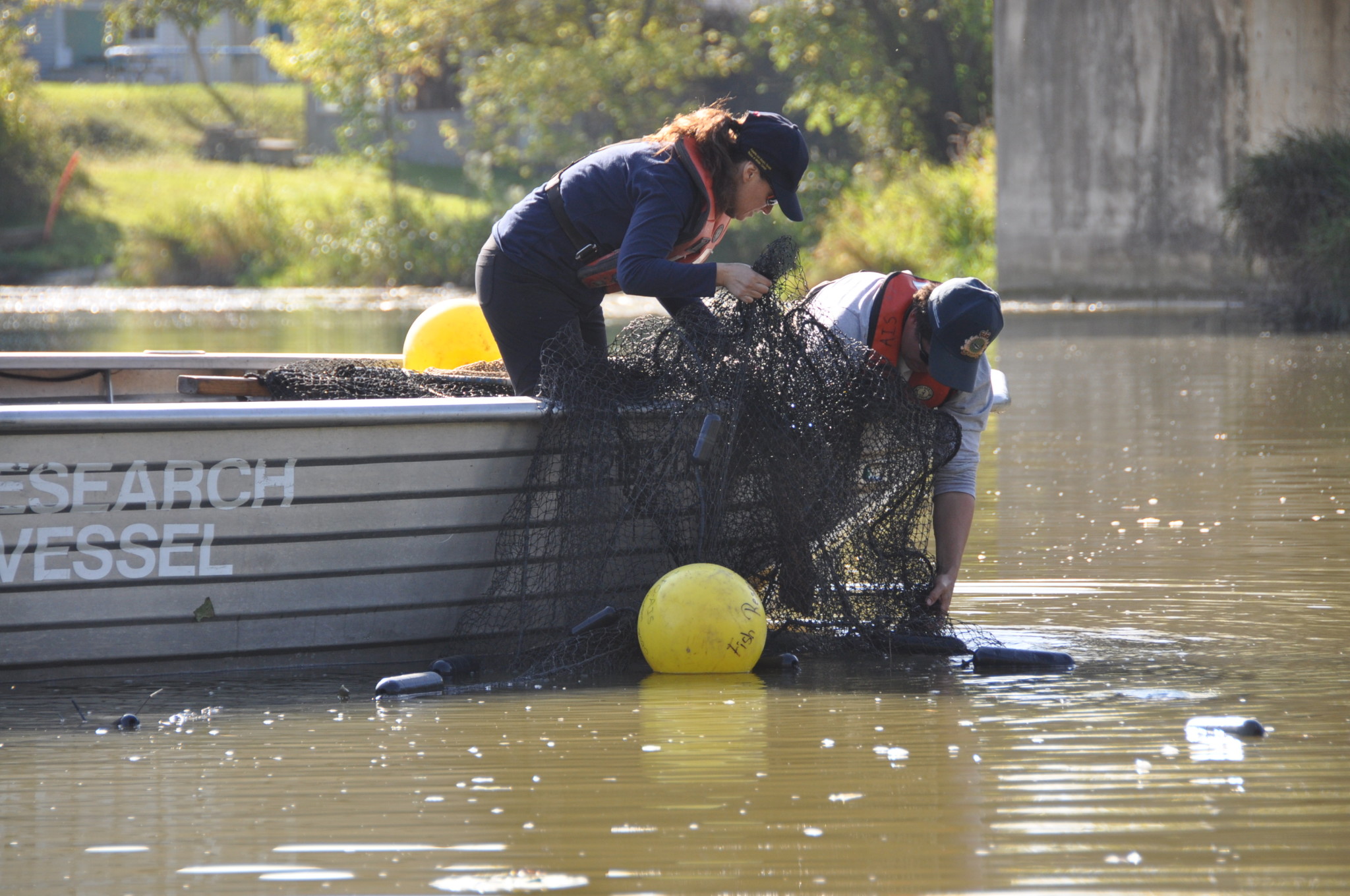 Asian carp sampling conducted in Wallaceburg