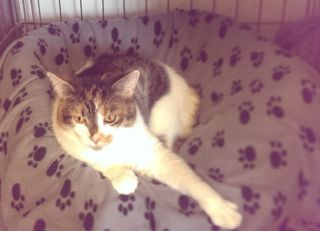 Dissy needs a furever home!