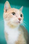 Adopt a pet at the O.S.P.C.A Kent Branch!
