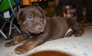 Adoptable Pets at P.A.W.R!