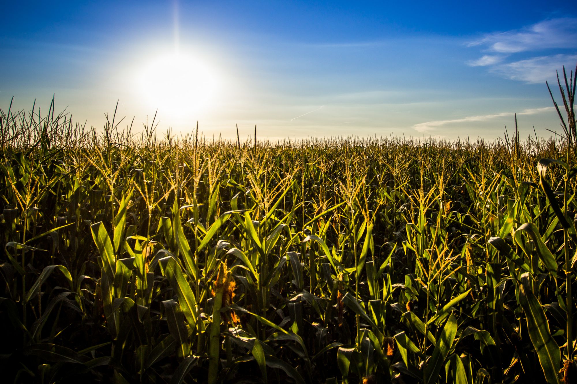 Kent Agricultural Hall Of Fame Inductees Announced