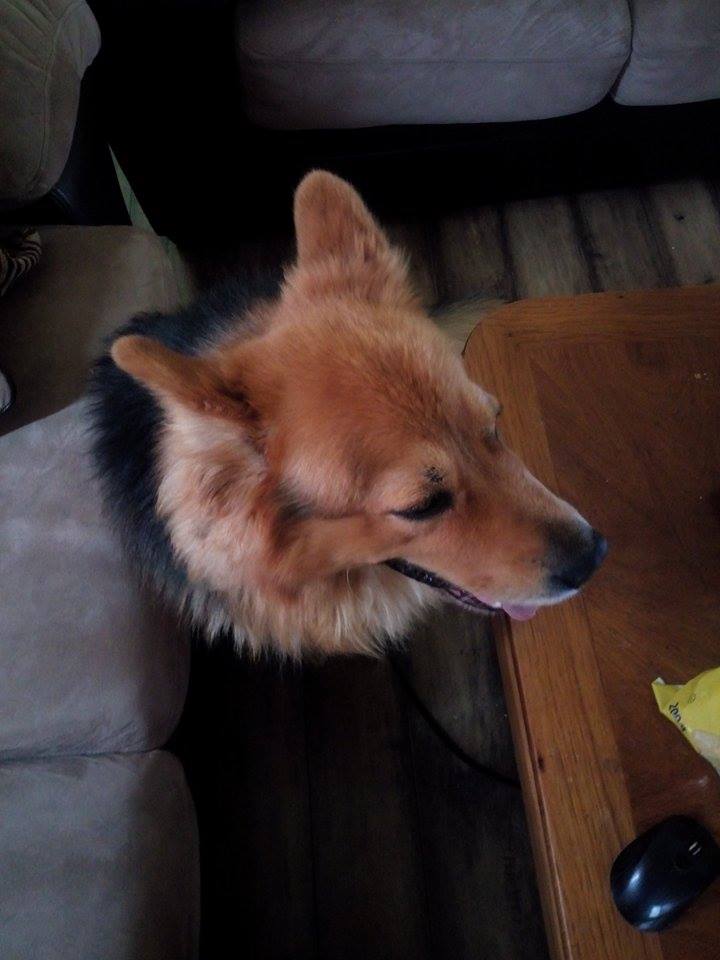 Found: Chester from Albert Street, Wallaceburg