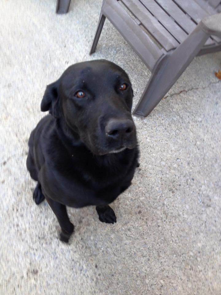 Update: Black lab returned to Wallaceburg home