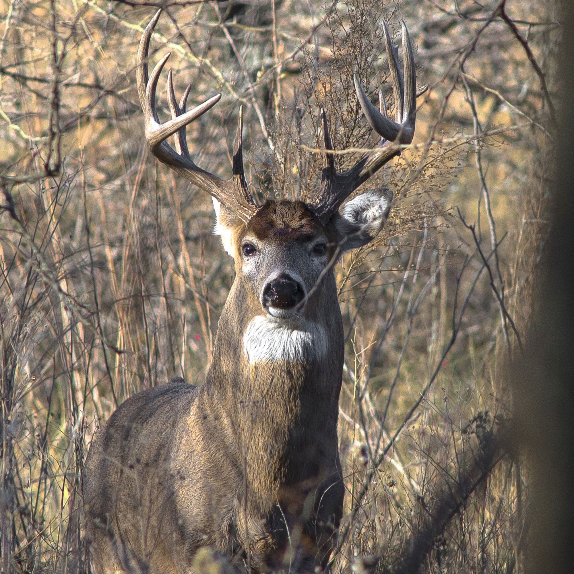 Five crashes involving wildlife on the weekend