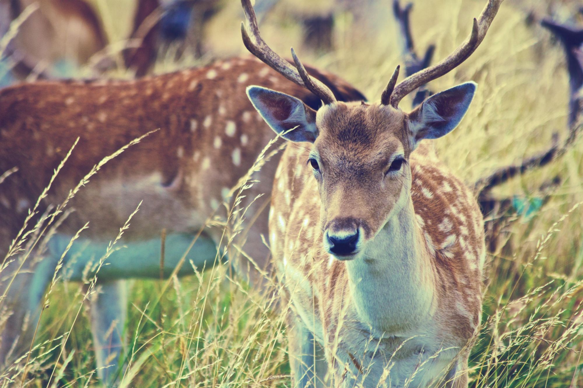 Watch for deer on area roads