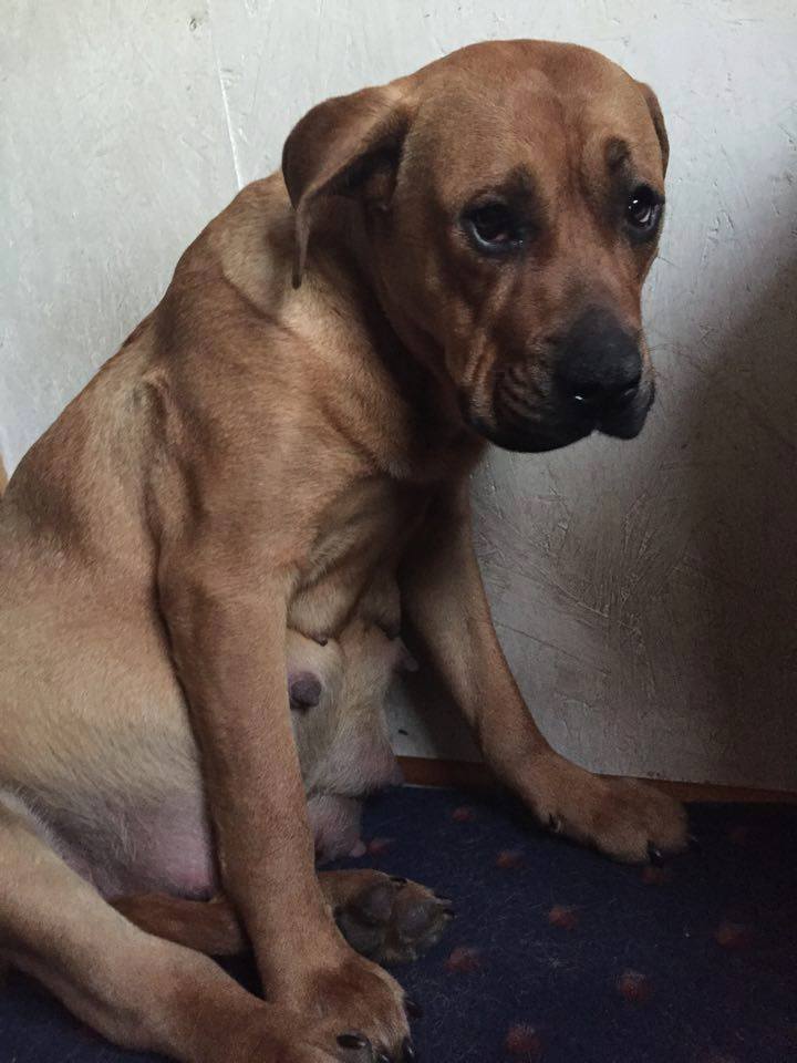 P.A.W.R – Ruby and her puppies need your help!