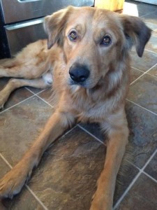 Adoptable Pets at P.A.W.R!