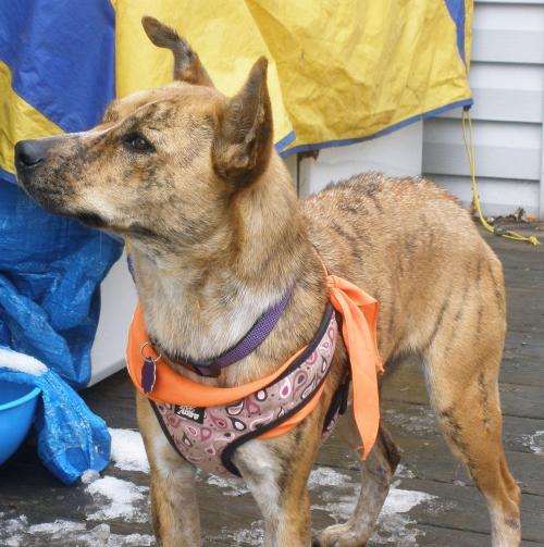 Adopt a pet from CK Animal Rescue!