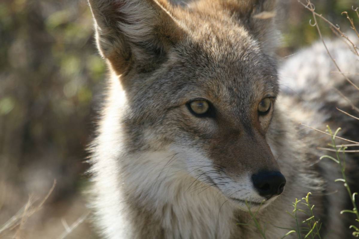 Increase in coyotes outside Rondeau Park