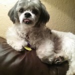 Toby