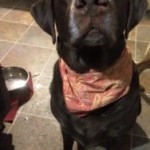 Meesha 
