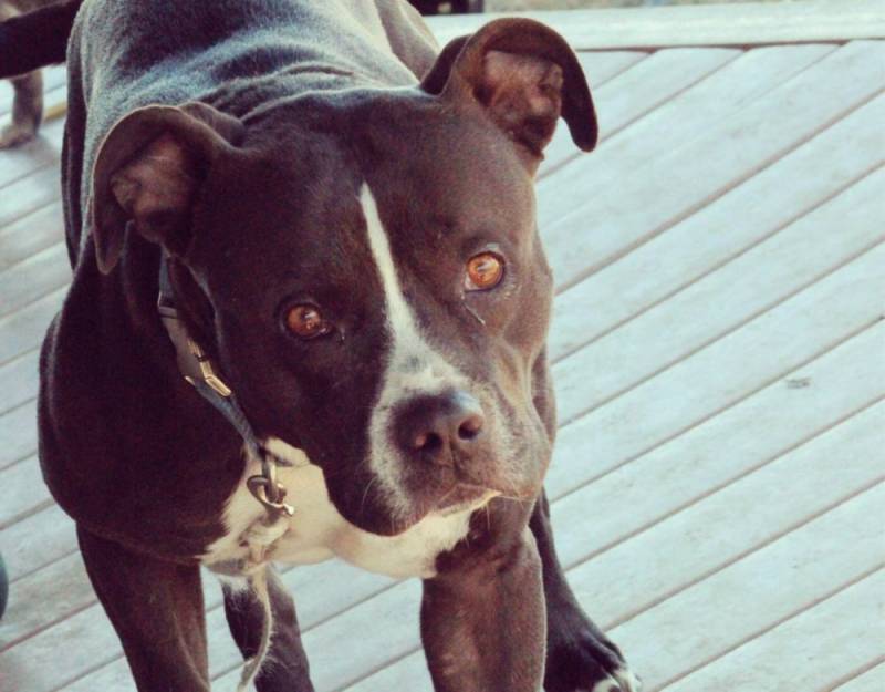 Update: More dog fighting charges