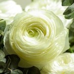 flowers-728811__180