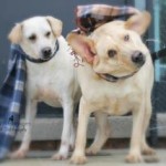 photos.petfinder-5