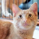 photos.petfinder-7