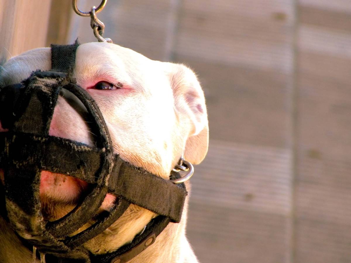 Another person charged in dog fighting ring