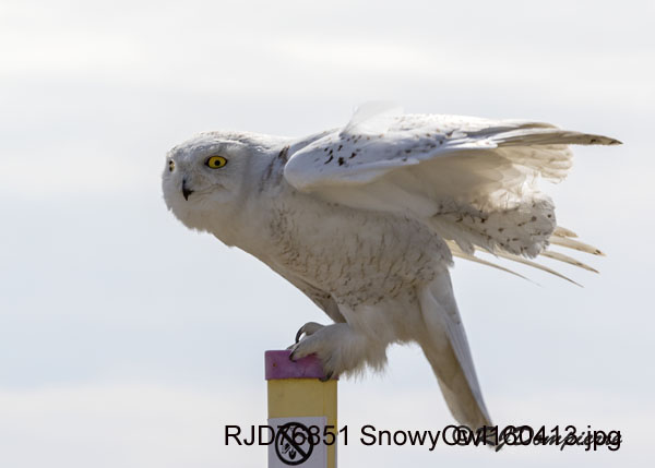 More snowy owl action near Wallaceburg – See photos
