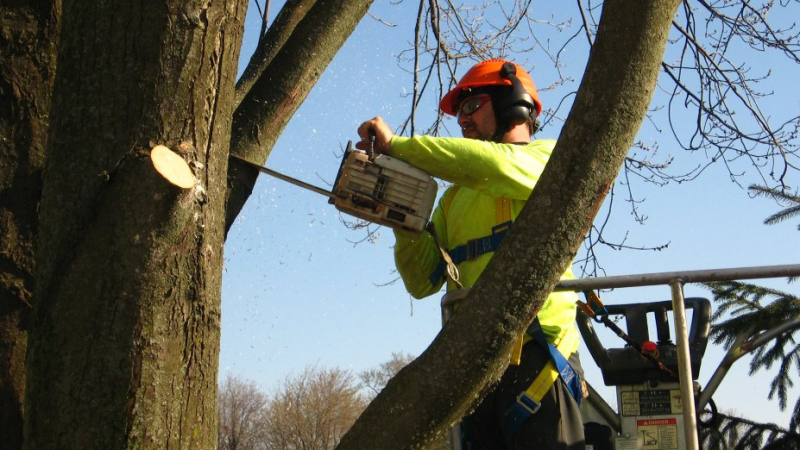 Tree Maintenance with CK Tree Care  (519) 401-2973