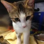 d52becf5-c04d-450a-b8c9-36d67df7bd4c_TN1