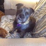 photos.petfinder-4