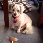 photos.petfinder-5