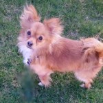 photos.petfinder-6
