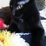 photos.petfinder-7