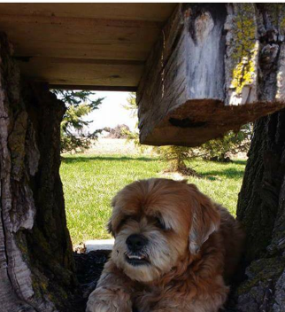 Tanner is still missing!