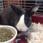 Buster