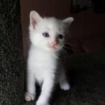 Pearl