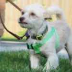 photos.petfinder-5
