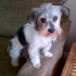 photos.petfinder-6