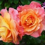 rose-174817__180