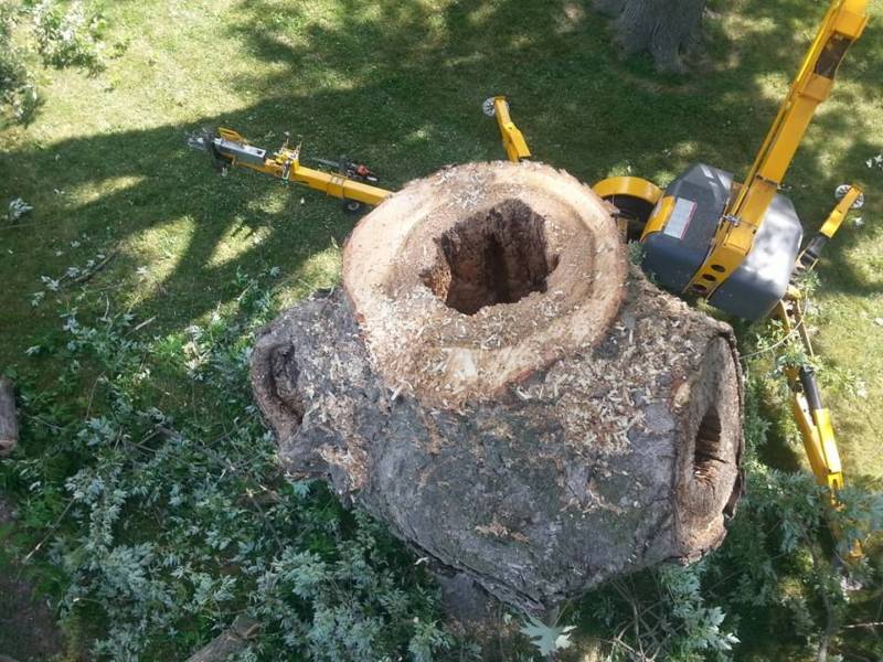cut tree hollow