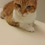 Herman