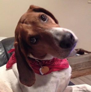 Adoptable Pets at P.A.W.R!