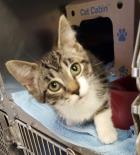 OSPCA – IAdopt Urgent Appeal!!