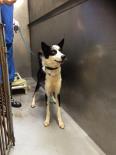 Adopt a Pet at OSPCA Kent Branch!