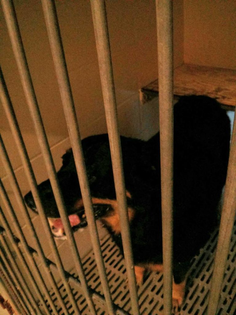 Found dog at Wallaceburg Animal Shelter