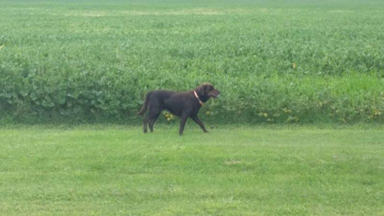 Male Dog Roaming in Port Lambton