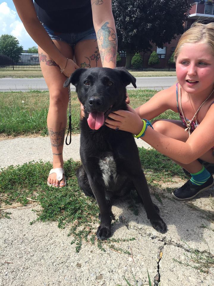 Female dog found on Duke Street Wallaceburg