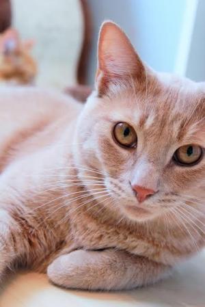 Adopt a pet from CK Animal Rescue!