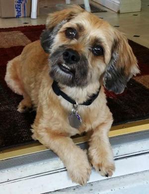 Adopt a pet from CK Animal Rescue!