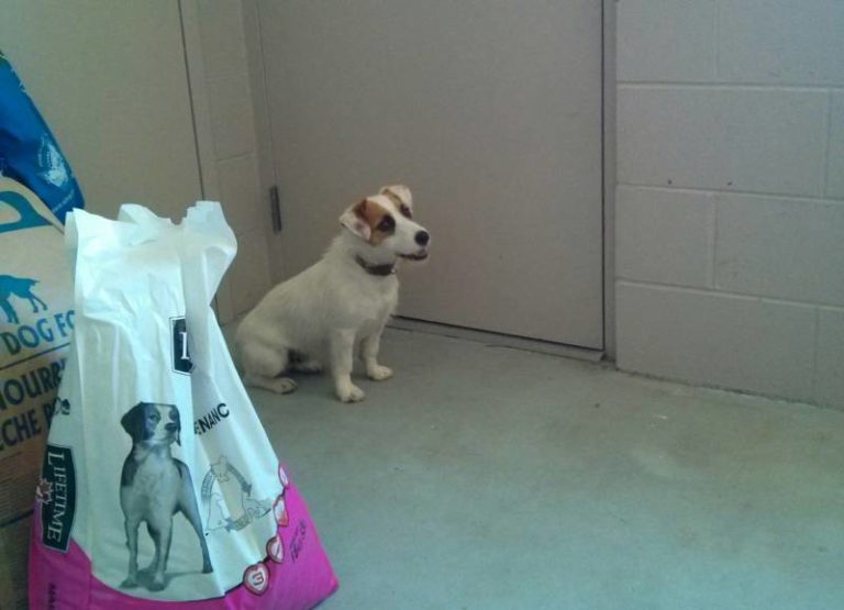 Russell is up for adoption in Wallaceburg