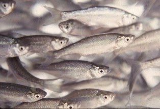 Call first for your minnow order at Ed’s Baits!