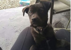 14717074_1136123893110075_8279577709076882257_n